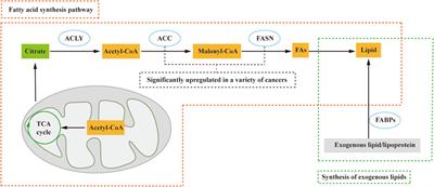 Lipid metabolism as a target for cancer drug resistance: progress and prospects
